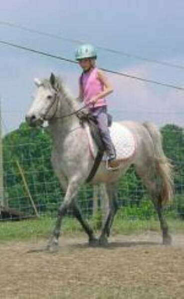 2006 Sale Pony